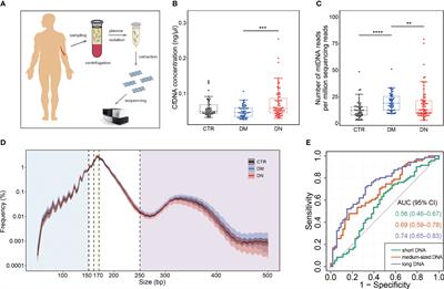 The fragmentomic property of plasma cell-free DNA enables the non-invasive detection of diabetic nephropathy in patients with diabetes mellitus